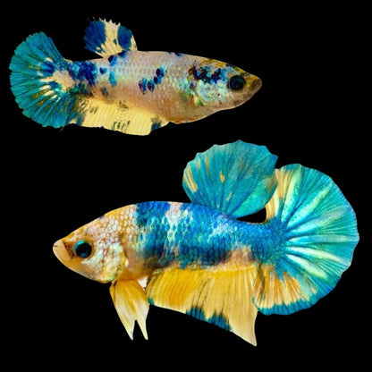 Rare Pair Koi Multicolors Betta Fish (Male & Female)