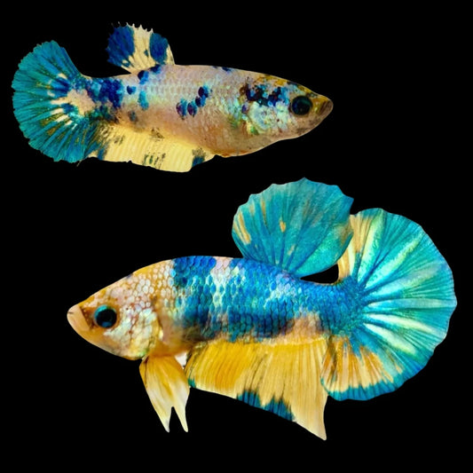 Rare Pair Koi Multicolors Betta Fish (Male & Female)