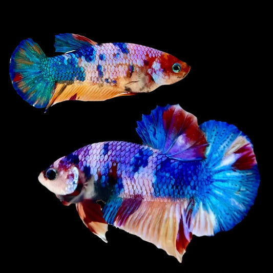 Rare Pair Koi Multicolors Betta Fish (Male & Female)