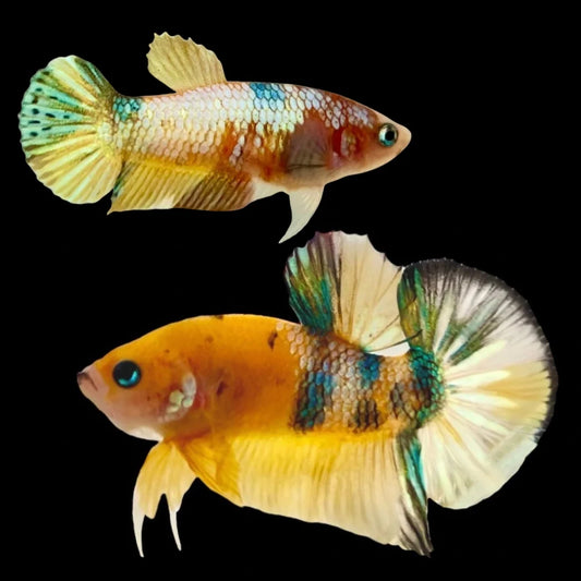 Rare Pair Koi Multicolors Betta Fish (Male & Female)
