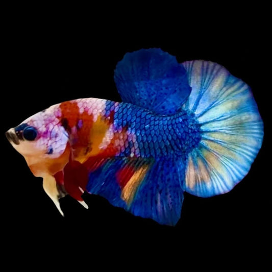 Rare Koi Multicolors Betta Fish (Male)