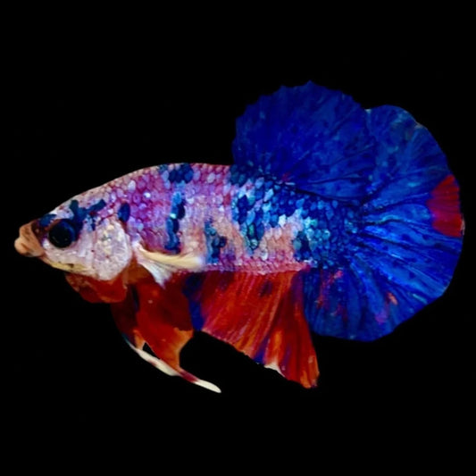 Rare Koi Multicolors Betta Fish (Male)