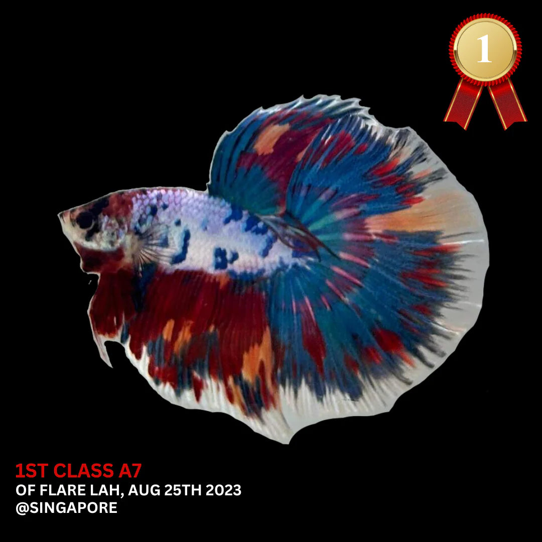 Competition Halfmoon Multicolors Betta Fish (MALE)