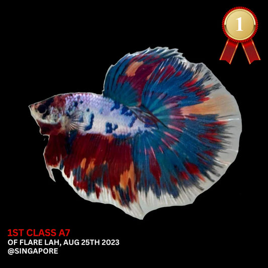 Competition Halfmoon Multicolors Betta Fish (MALE)