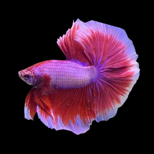 Halfmoon Purple Butterfly Betta Fish (Male)