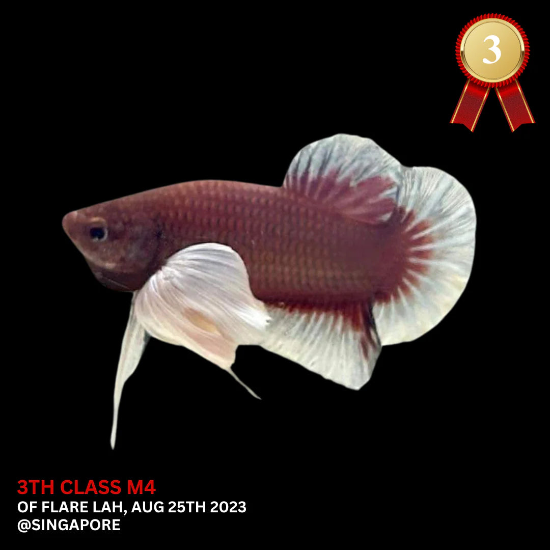 Competition Dumbo Ruby Red Betta Fish (MALE)