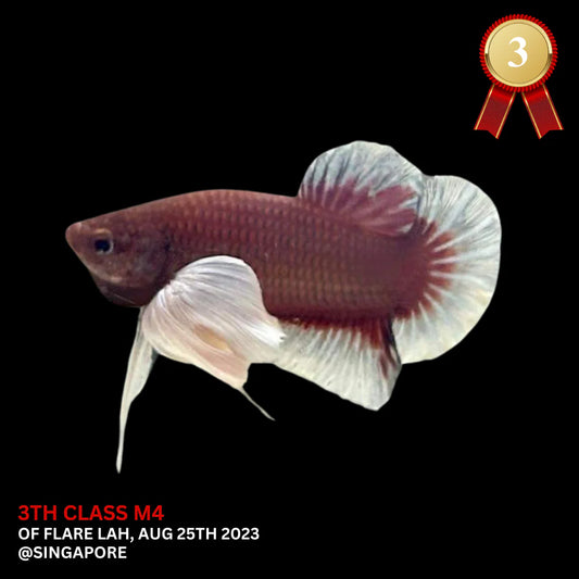 Competition Dumbo Ruby Red Betta Fish (MALE)