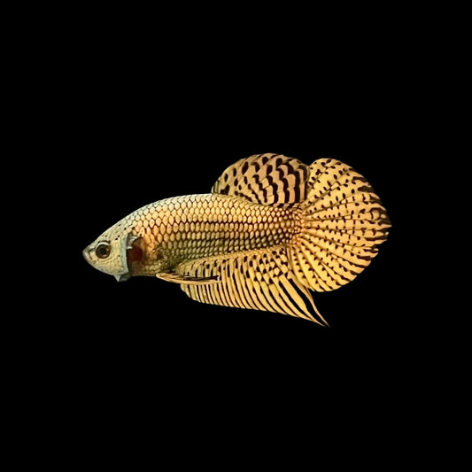 Copper Alien Wild Betta Fish (Male)