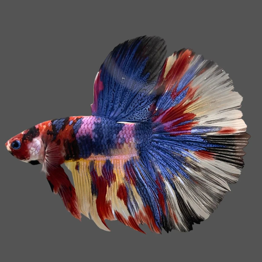 Competition Giant Halfmoon Multicolors Betta Fish (MALE)