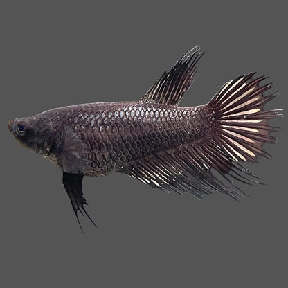 Crowntail Black Betta Fish (Female)