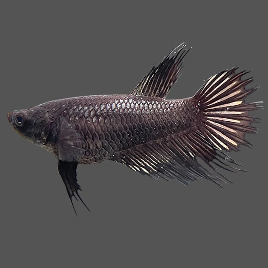 Crowntail Black Betta Fish (Female)