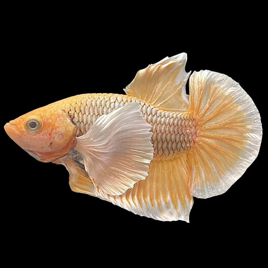 Dumbo Pineapple Betta Fish (Male)