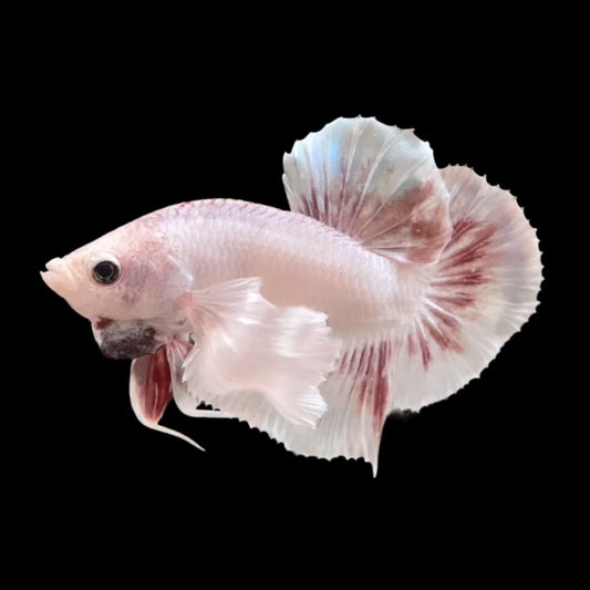Rare Dumbo Periwinkle Betta Fish (Male)