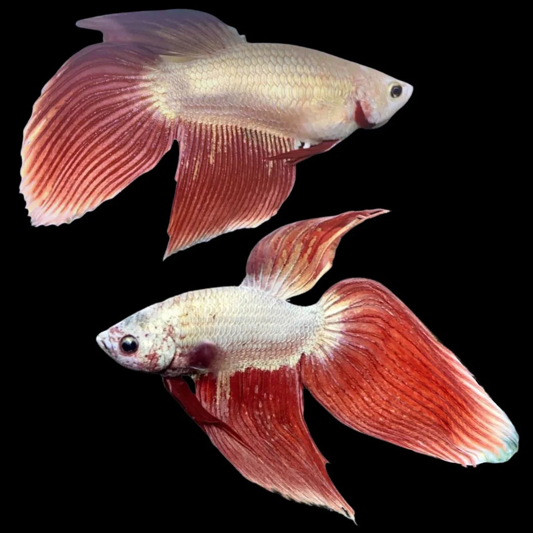 Pair Veiltail Red Dragon Betta Fish (Male & Female))