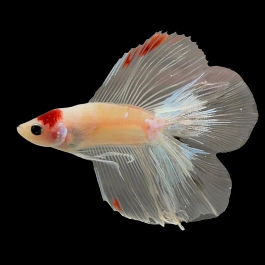 Competition Fullmoon Tanjo Betta Fish (MALE)