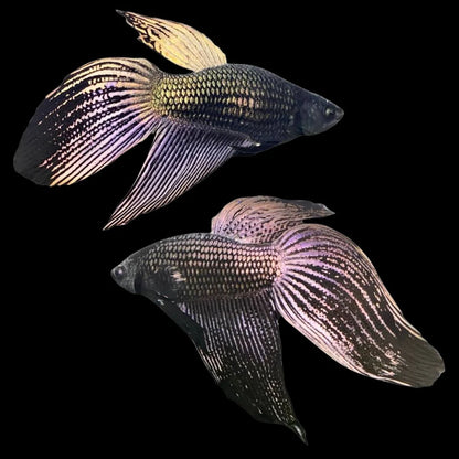 Pair Veiltail Black Dragon Betta Fish (Male & Female)