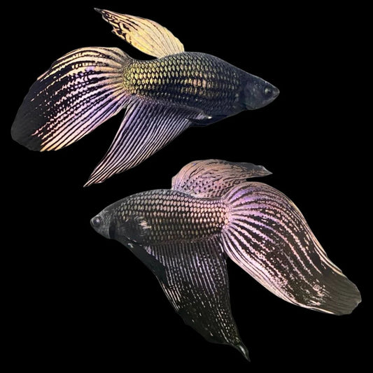 Pair Veiltail Black Dragon Betta Fish (Male & Female)