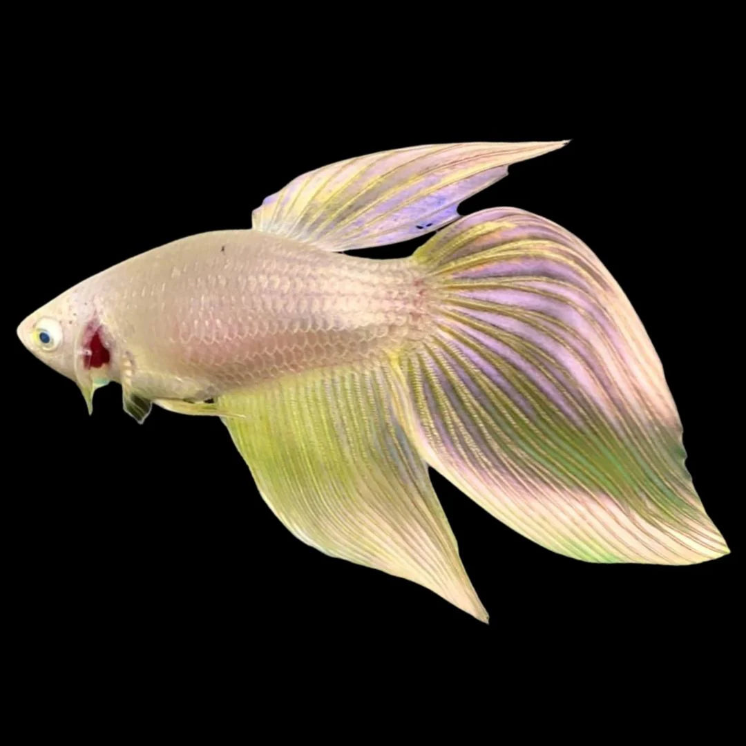 Veiltail Gold Betta Fish (Female)
