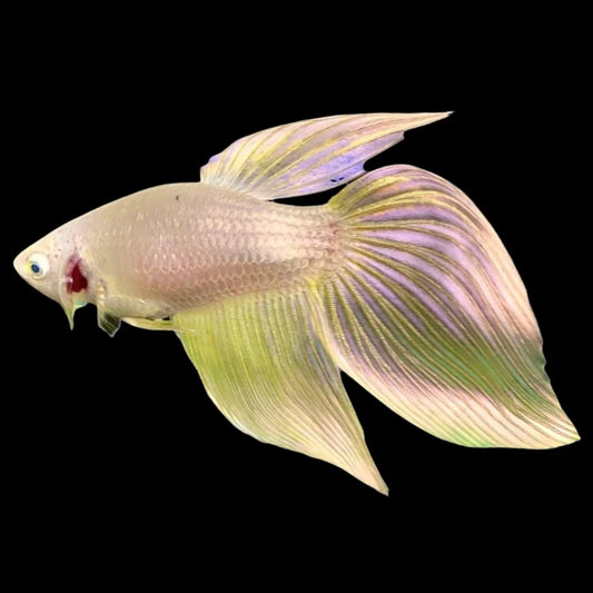 Veiltail Gold Betta Fish (Female)