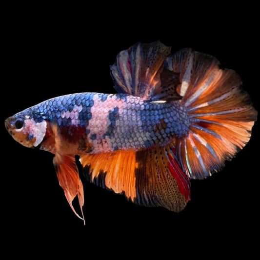 Competition Super Giant Multicolors Betta Fish (MALE)