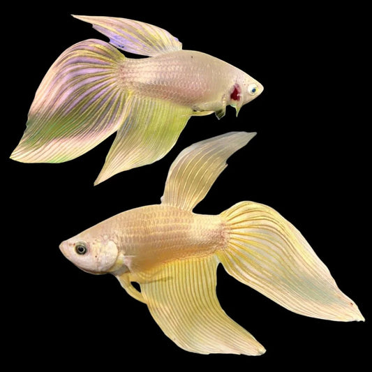 Pair Veiltail Gold Betta Fish (Male & Female)