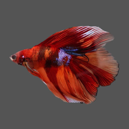 Competition Doubletail Nemo Betta Fish (MALE)