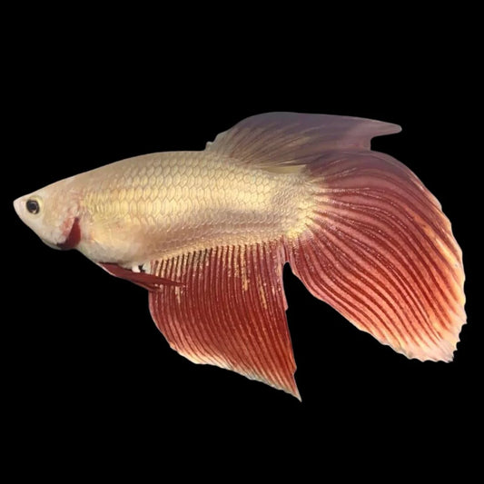 Veiltail Red Dragon Betta Fish (Female)
