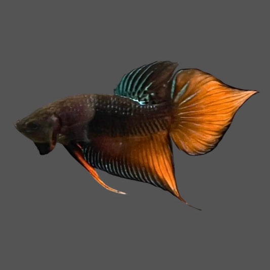 Long Southern Orange Benjarong Crimson Cheek Wild Betta Fish - Kingdom of Thailand (Male)