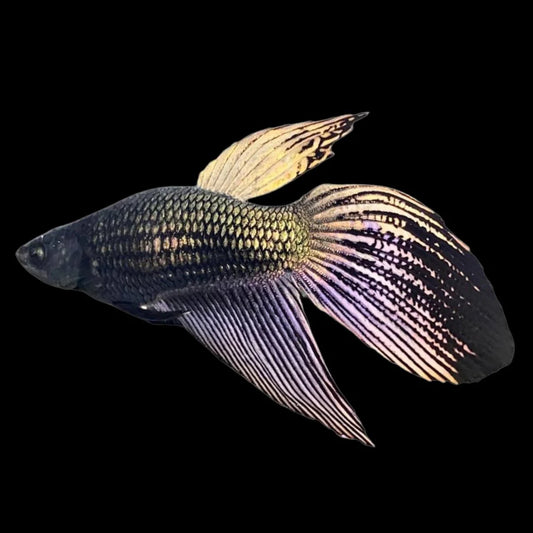 Veiltail Black Dragon Betta Fish (Female)