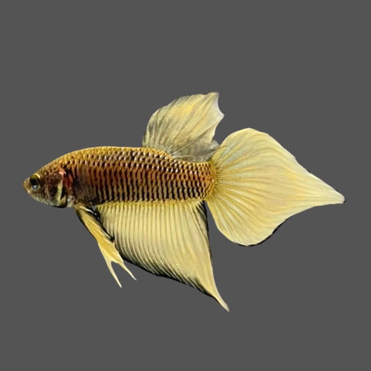 Long Southern Yellow Benjarong Crimson Cheek Wild Betta Fish - Kingdom of Thailand (Male)