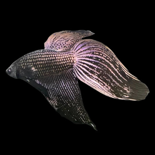 Veiltail Black Dragon Betta Fish (Male)