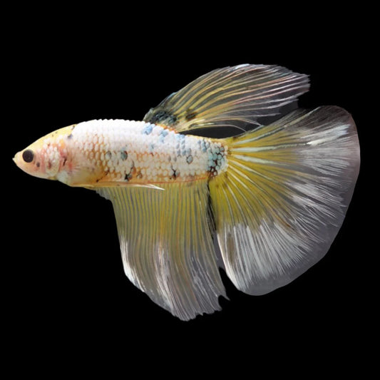 Rare Giant Halfmoon Koi Yellow Betta Fish (Male)