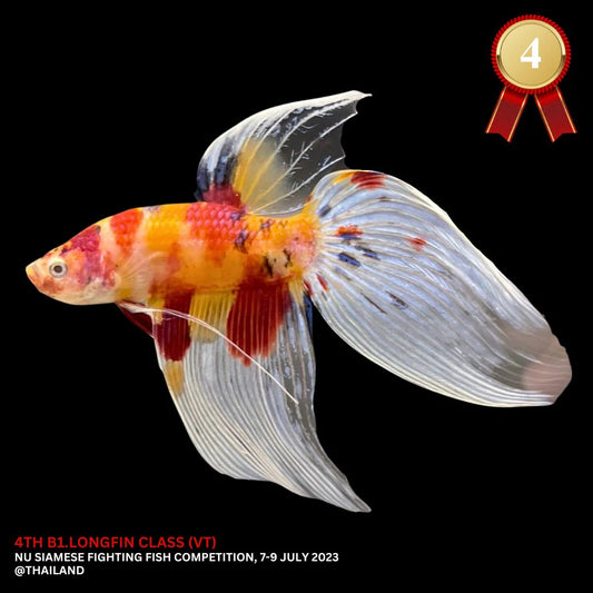 Competition Veiltail Koi Multicolors Betta Fish (MALE)