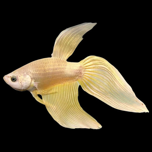 Veiltail Gold Betta Fish (Male)