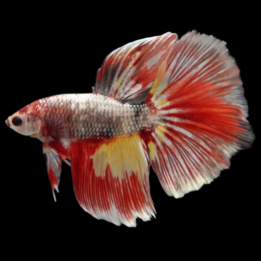Rare Giant Halfmoon Nemo Copper Betta Fish (Male)