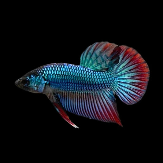 Splenden Hybrid Betta Fish (Male)