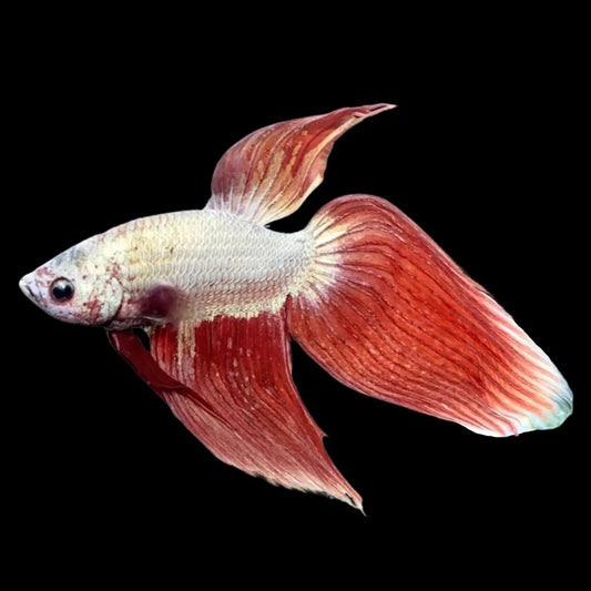 Veiltail Red Dragon Betta Fish (Male)