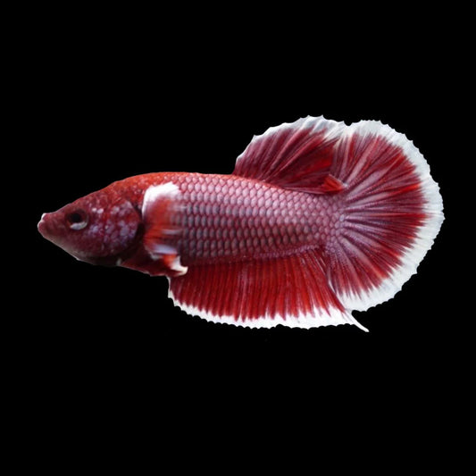 Competition salamander HMPK Betta Fish (MALE)