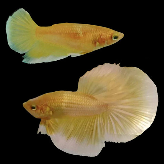 Rare Pair Halfmoon Gold Betta Fish (Male & Female)