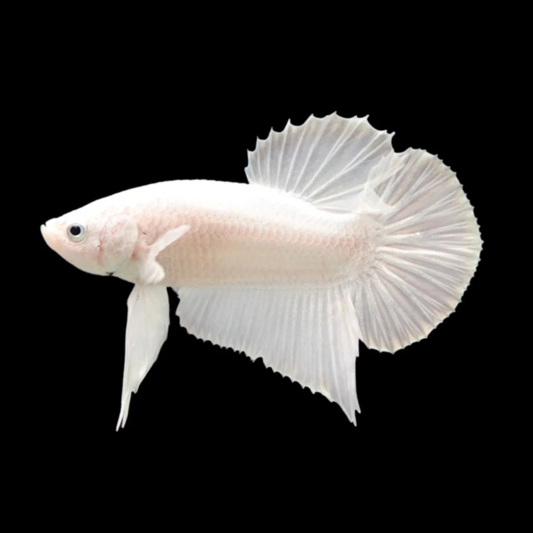 Snow White Betta Fish (Male)