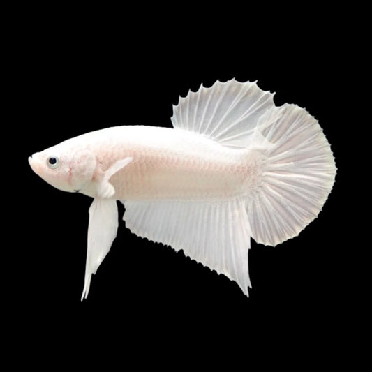 Snow White Betta Fish (Male)