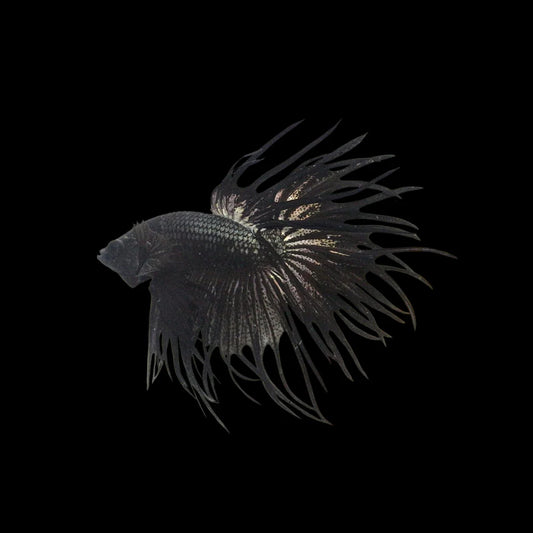 Crowntail Black Venom Betta Fish (Male)