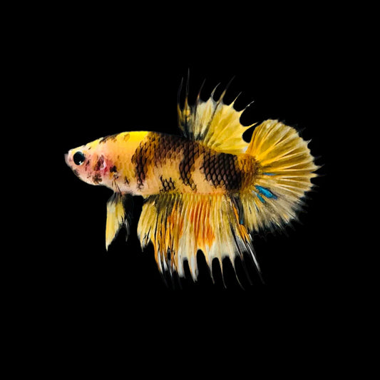 Crowntail Yellow Tiger Betta Fish (Male)