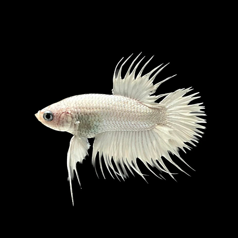 Crowntail White Betta Fish (Male)