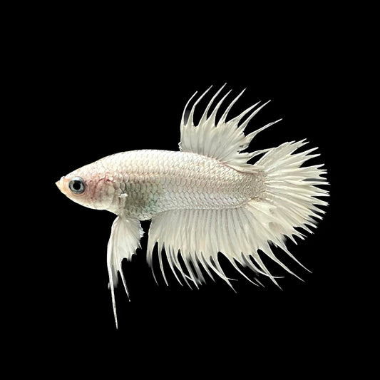 Crowntail White Betta Fish (Male)
