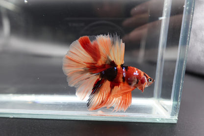 Rare Halfmoon Multicolors Betta Fish (Male)