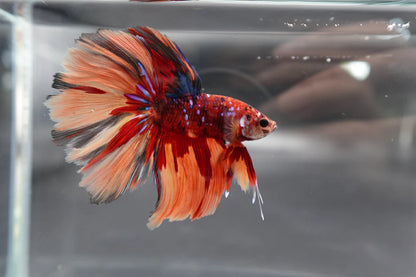 Rare Halfmoon Multicolors Betta Fish (Male)