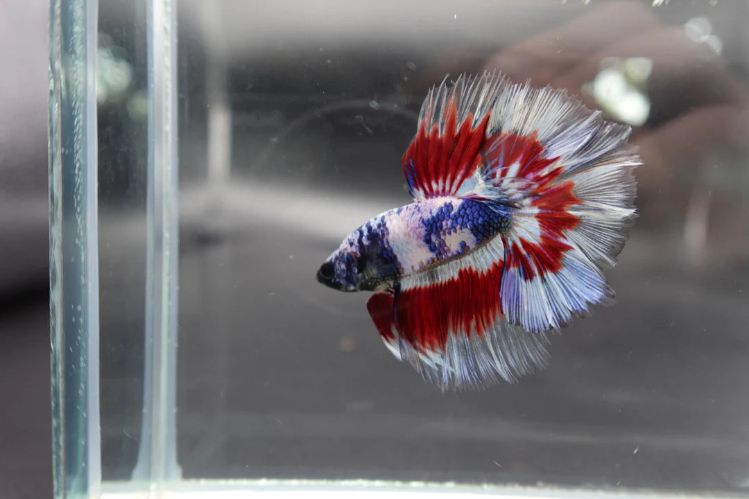 Competition Halfmoon Blue White And Red Betta Fish (MALE)