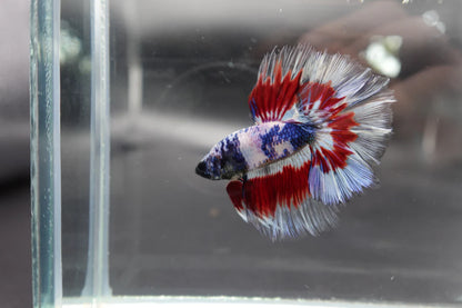 Competition Halfmoon Blue White And Red Betta Fish (MALE)