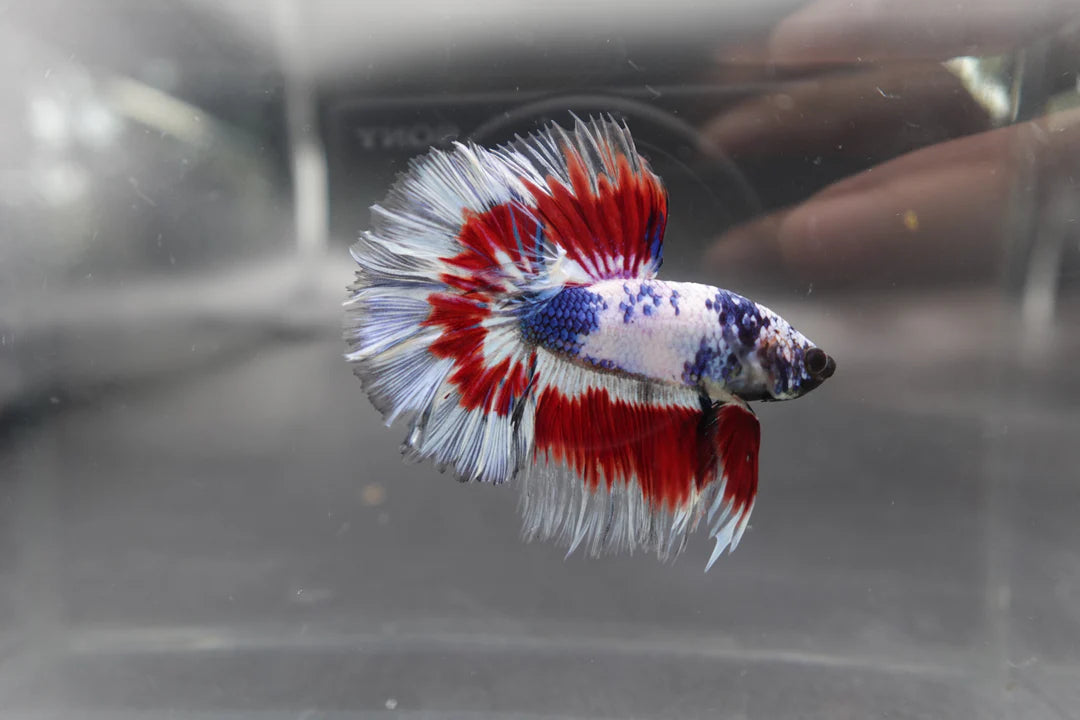 Competition Halfmoon Blue White And Red Betta Fish (MALE)